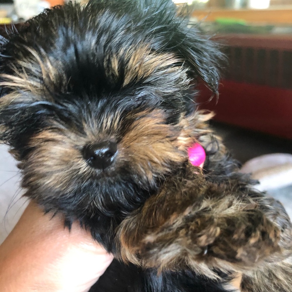 Meet your Posher, Heidi